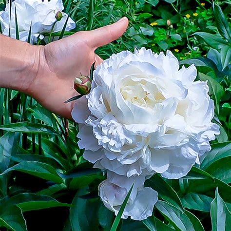 Paeonia Duchesse De Nemours Peony Sugar Creek Gardens