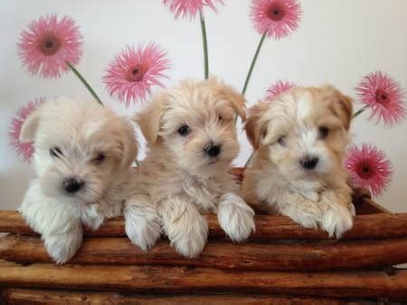 Bichons maltais croisés Yorkshire Morkie animaux vivastreet