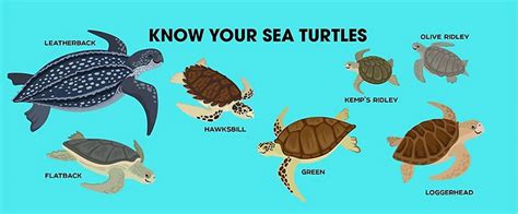 Types Of Sea Turtles Chart