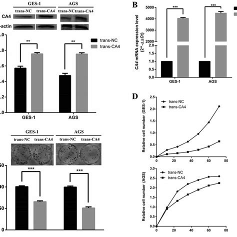 Ca4 Inhibits Gastric Cancer Cell Proliferation A Ectopic Expression