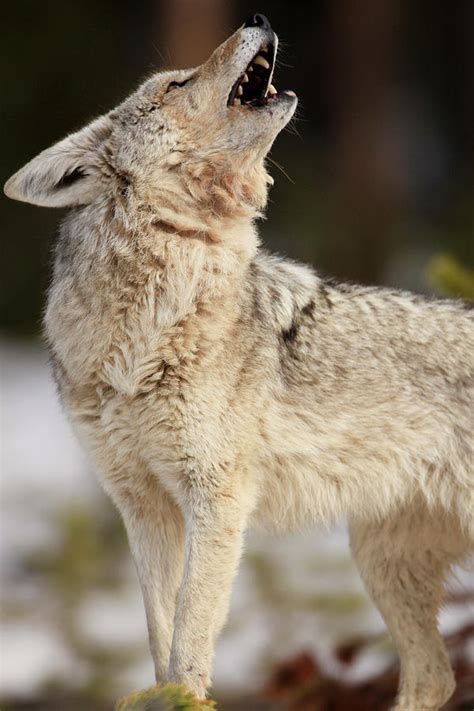 A Coyote Howls To Its Mate Photograph by Drew Rush