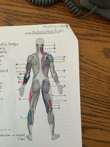 Lab Exam 3 Anatomy And Physiology Flashcards Quizlet