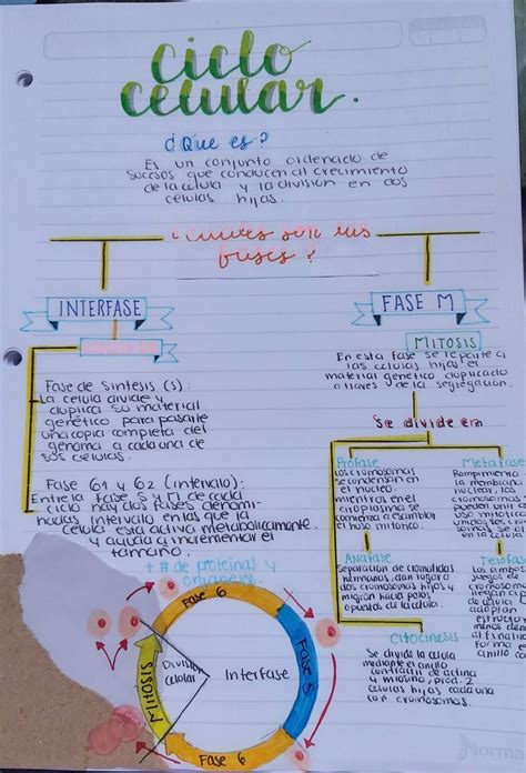 Ciclo Celular Mapa Mental