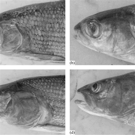 Heads Of The Mongolian Grayling Thymallus Brevirostris From Hoton Nur