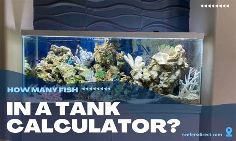 How Many Fish In A Tank Calculator Fish Tank Capacity