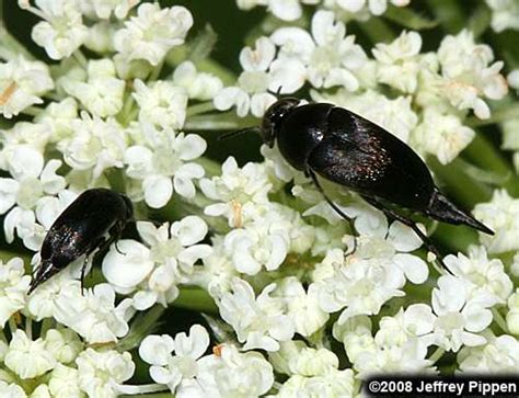 Tumbling Flower Beetles Mordellidae