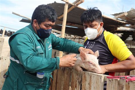 Estrategias sanitarias del SENASA protegieron al sector porcícola en