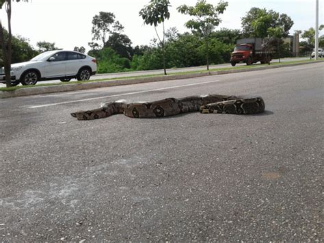 G1 Cobras invadem casas e ruas durante período chuvoso veja vídeos