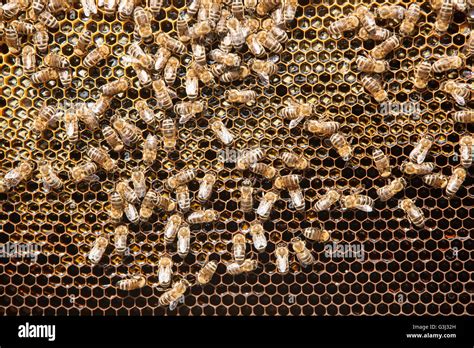 Bees Honeycomb Hi Res Stock Photography And Images Alamy