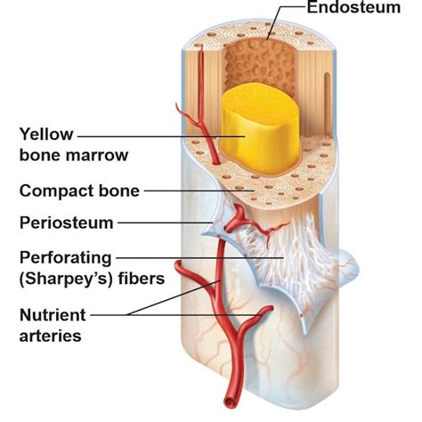 Compact Bone Diagram Endosteum Endosteum And Periosteum Google