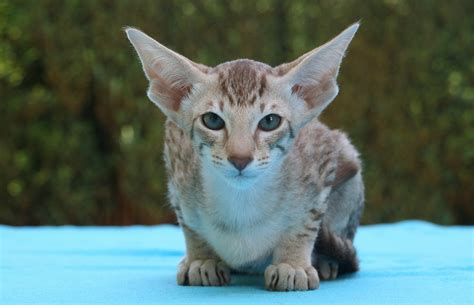 Cat Scanner - Is your cat a Oriental Shorthair?