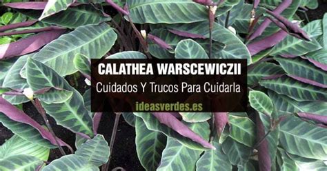 Calathea Warscewiczii Cuidados Y Trucos Para Su Cuidado En Casa