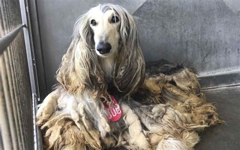 Afghan Hound Wallpapers - Wallpaper Cave