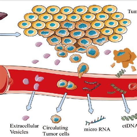 Illustration Of Common Liquid Biopsy Markerscirculating Tumor Dna