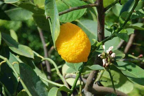 Perché il tuo albero di limone non fiorisce Forse fai questi errori