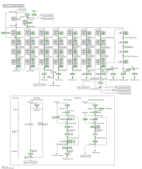 Kegg Pathway Fatty Acid Biosynthesis Arabidopsis Thaliana Thale Cress