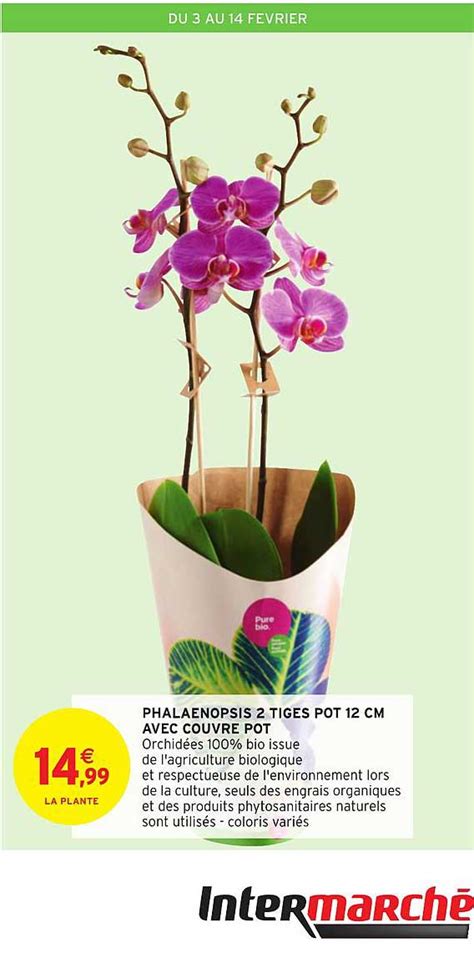 Promo Phalaenopsis Tiges Pot Cm Avec Couvre Pot Chez Intermarch