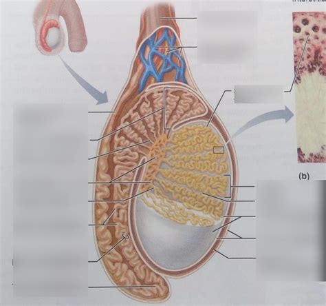 Testis And Epididymis Diagram Quizlet