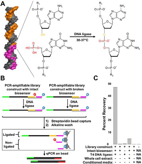 Figure 1 From An In Vitro Selection Strategy Identifying Naked DNA That