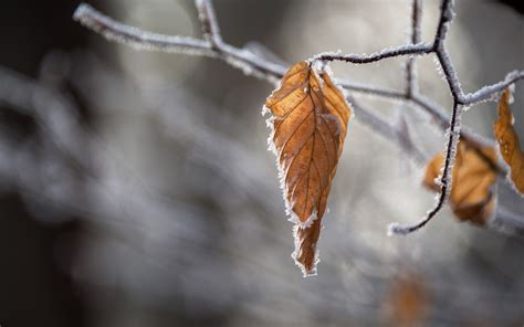 Download wallpaper: Dried leaves 2880x1800