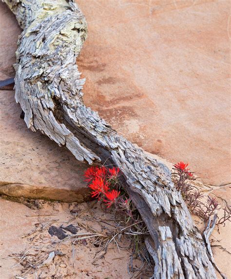 Desert Indian Paintbrush Flowers Photograph By Chuck Haney Fine Art