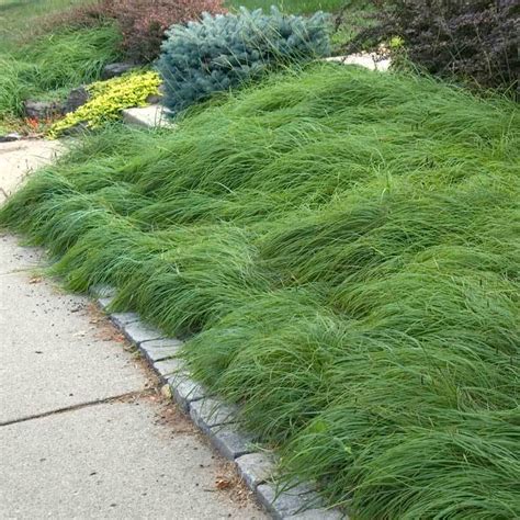 Pennsylvania Sedge | Great Garden Plants