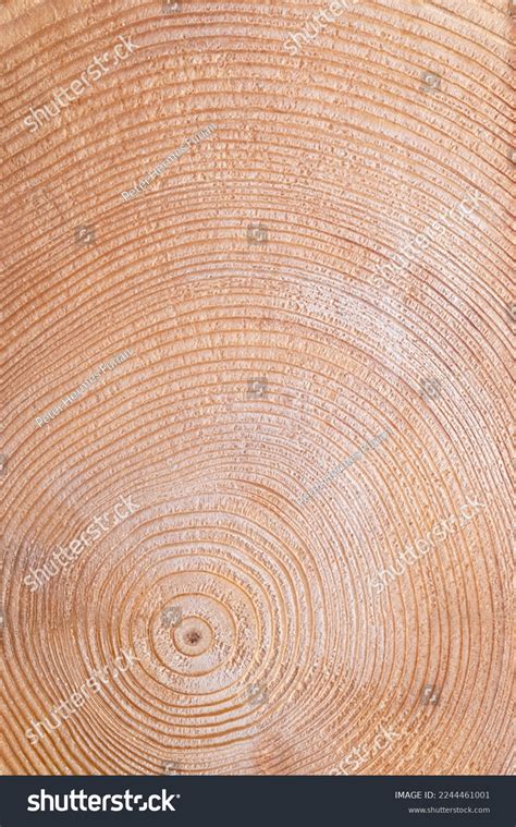 Dendrochronology Over 604 Royalty Free Licensable Stock Photos