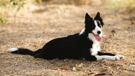 Border Collie | Your Intelligent, Affectionate Friend