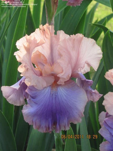 Plantfiles Pictures Tall Bearded Iris Florentine Silk Iris By Betja