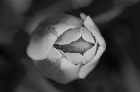 Vagina Flower Concept Flower Pussy Vulva Clitoris Vagina Orgasm