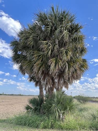 Apachite Huano Sabal Mexicana INaturalist Mexico