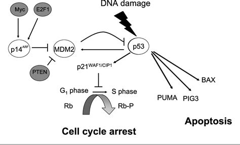 Figure From Increased Frequency Of Aberrations In The P Mdm P