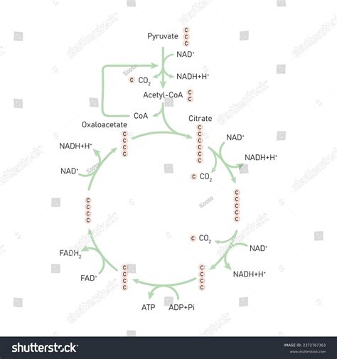 Citric Acid Cycle Krebs Cycle Scientific Royalty Free Stock Vector