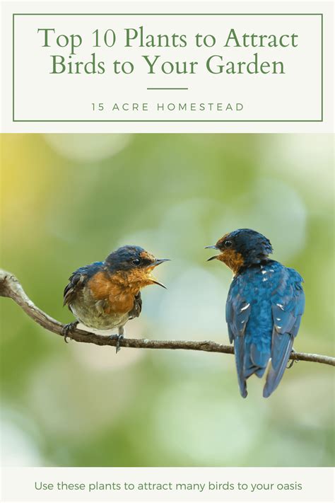 Top 10 Plants To Attract Birds To Your Garden How To Attract Birds Acre Homestead Homesteading