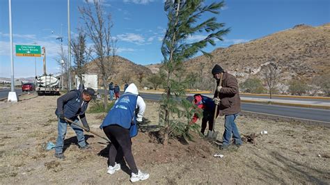 Plantan M S De Mil Rboles Y Plantas En Noticias Chihuahua