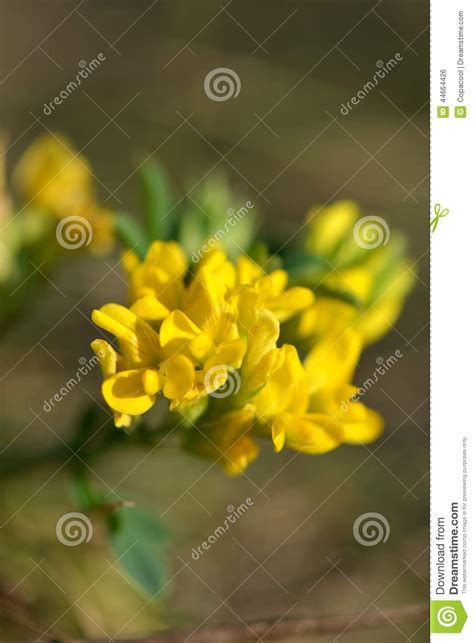 Fundo As Flores Amarelas Bonitas Macro Da Mola Foto De Stock