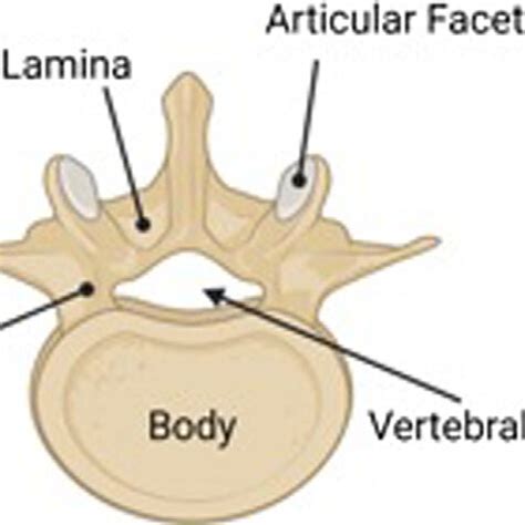 Anatomy of lumbar vertebrae. | Download Scientific Diagram