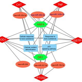 Genemirnatranscription Factorpathway Network Involved In The