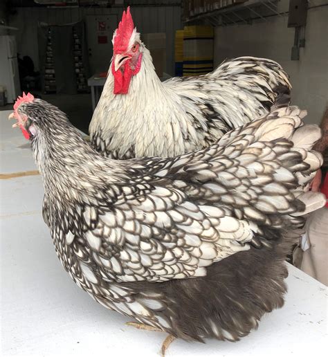 Silver Laced English Orpington Chickens For Sale Cackle Hatchery