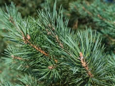 Pinus Sylvestris Scots Pine Diacos Garden Nursery