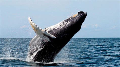 La ballena Franca Austral mantiene saludable a los océanos por estas