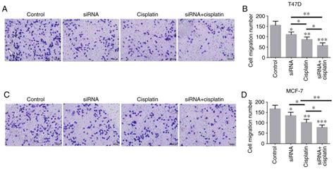 Effects Of Cisplatin On The Proliferation Invasion And Apoptosis Of