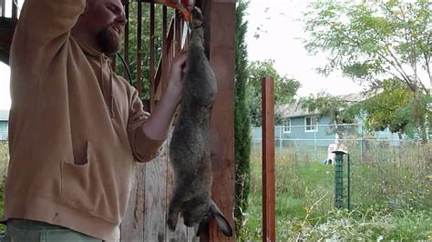 How To Slaughter Skin Gut And Butcher A Meat Rabbit Clean And