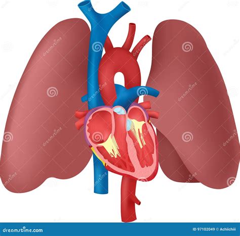 Anatomía Del Corazón Y De Los Pulmones Ilustración Del Vector