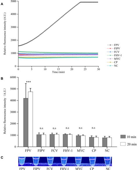 Feline Infectious Peritonitis Virus Fipv ATCC Bioz