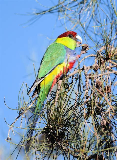 Redcap Parrot (male) | BIRDS in BACKYARDS