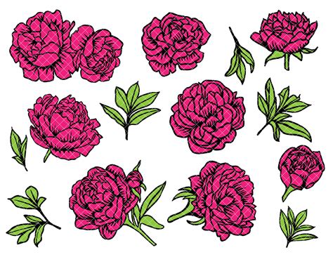 Art Collectibles Digital Drawing Illustration Peonies Flowers Svg