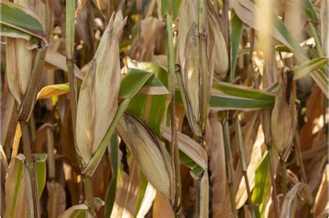 Survey Assesses Mexican Consumers Opinions On GMO Corn Import Ban