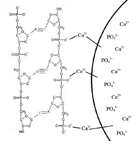 Binding of phosphate backbone of DNA to the CaP particle. | Download ...