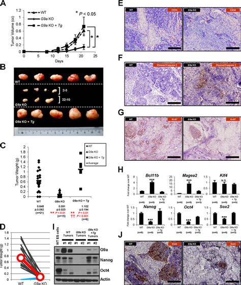 G9a Acts Positively To Promote Tumor Formation A Loss Of G9a